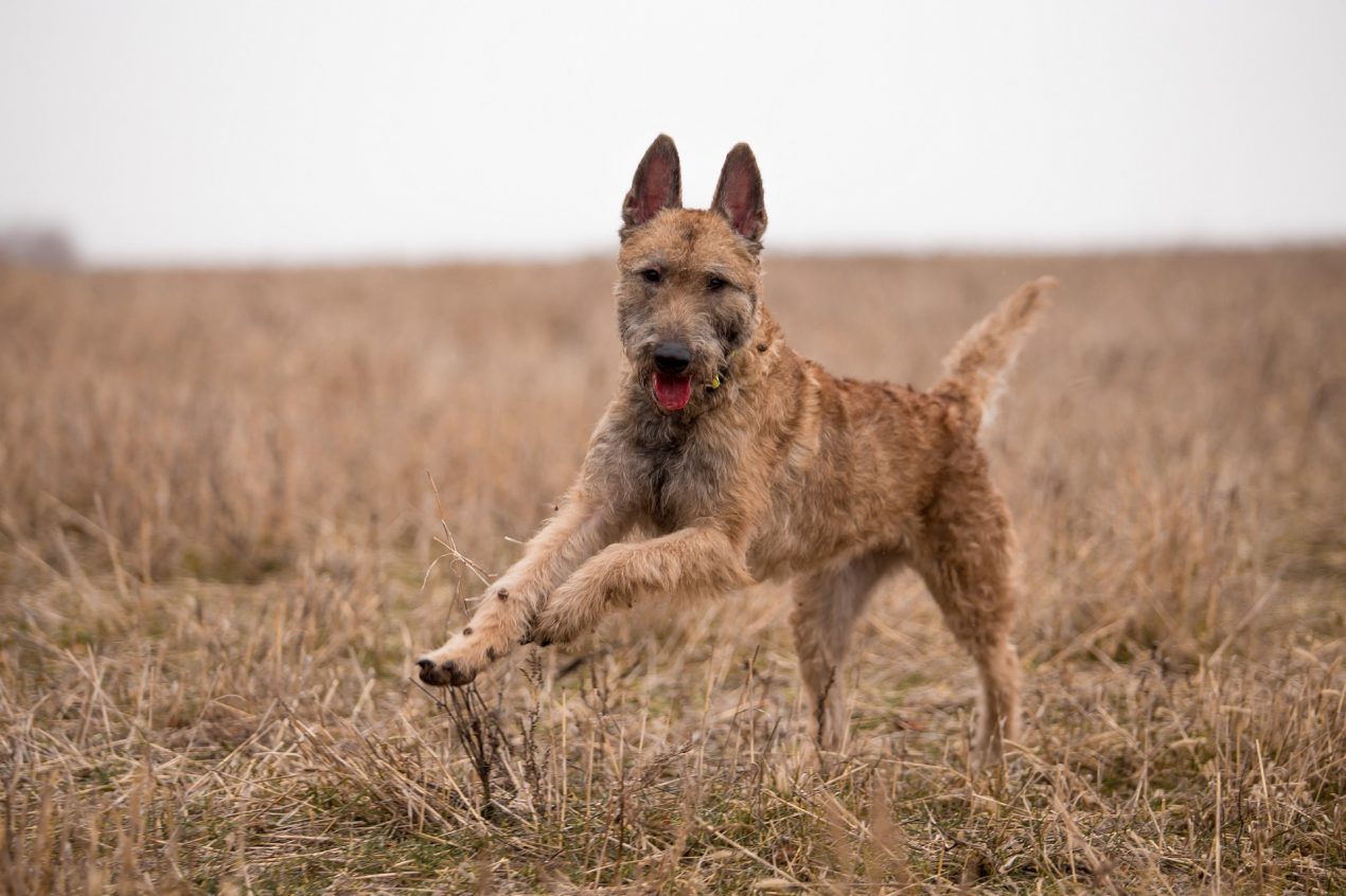 Belgian Shepherd