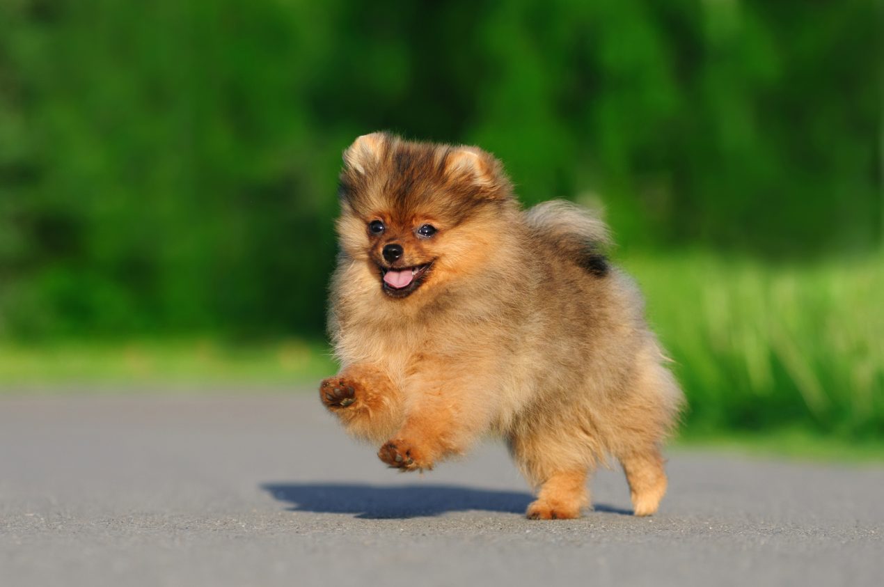 Pomeranian