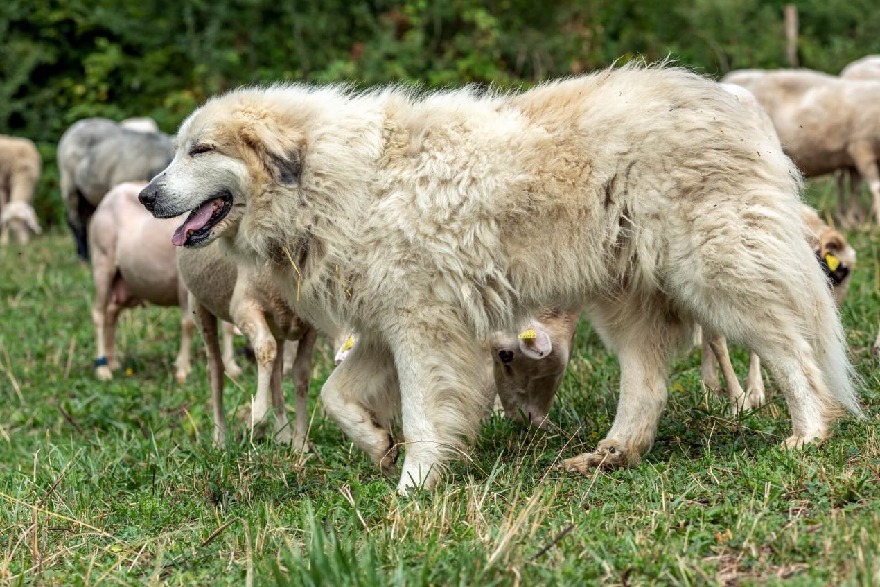 Great Pyrenees