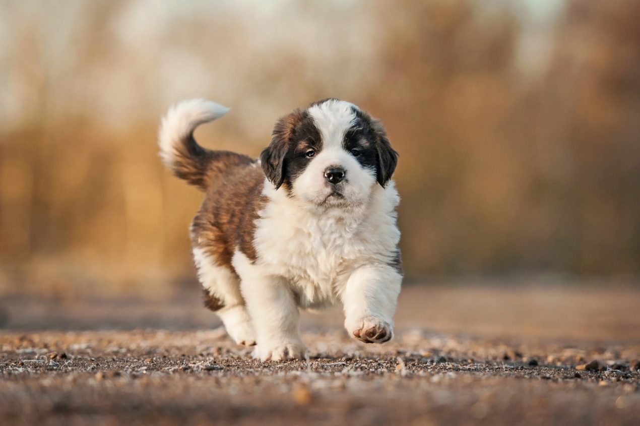 Saint Bernard