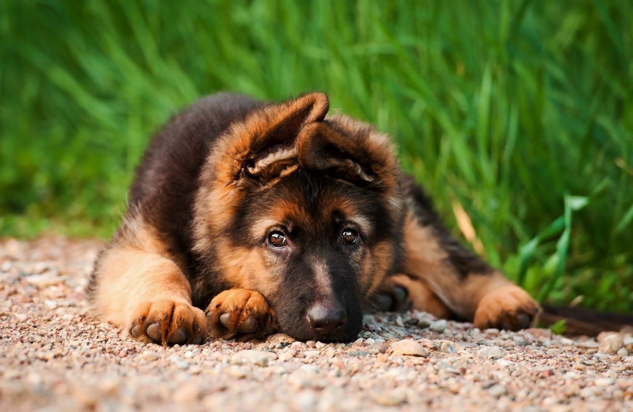 German Shepherd