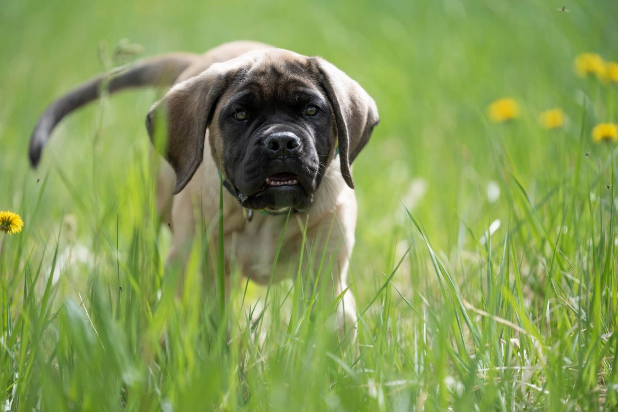 Mastiff