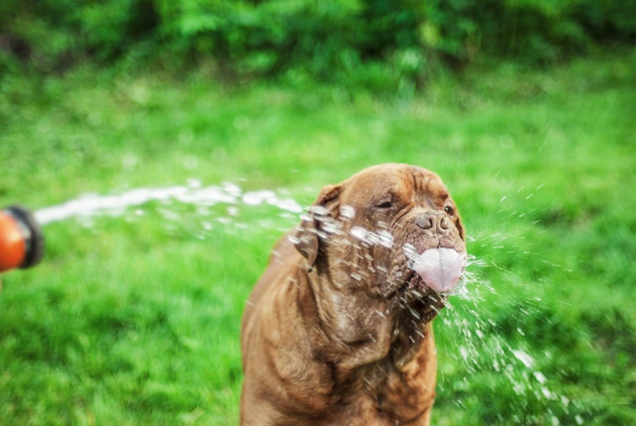 Neapolitan Mastiff