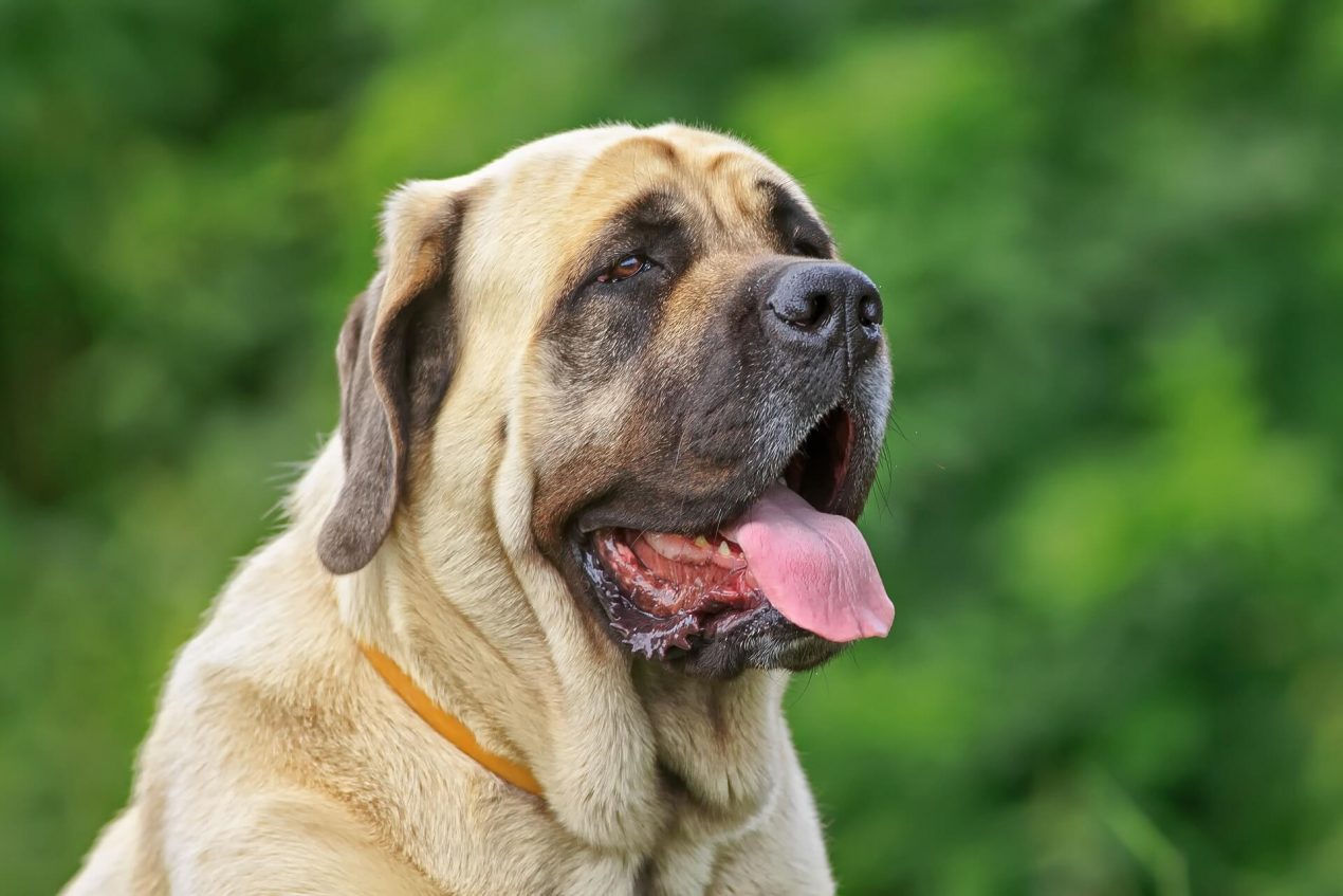 Mastiff