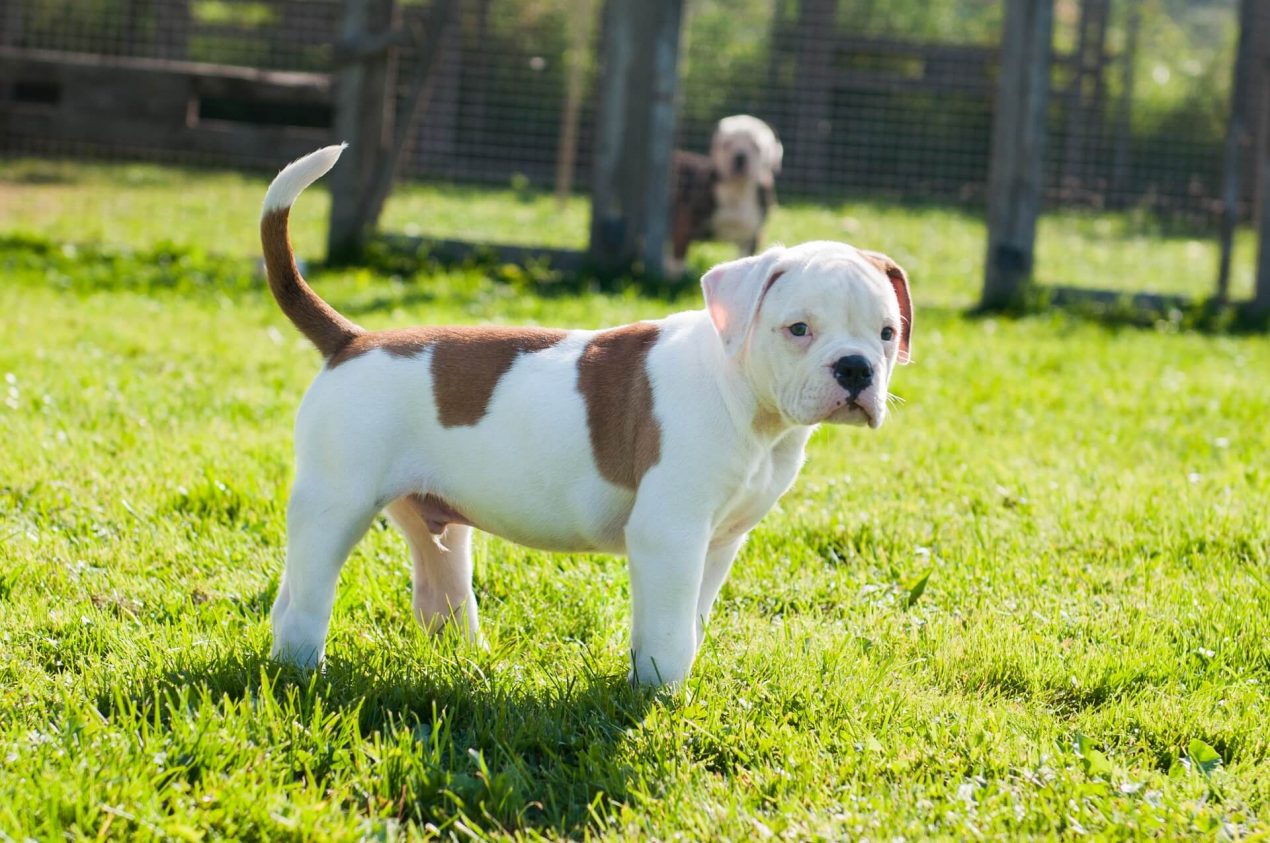 American Bulldog