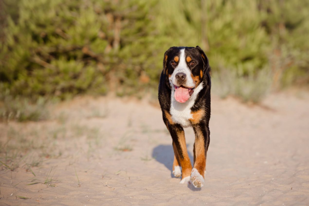 Greater Swiss Mountain Dog