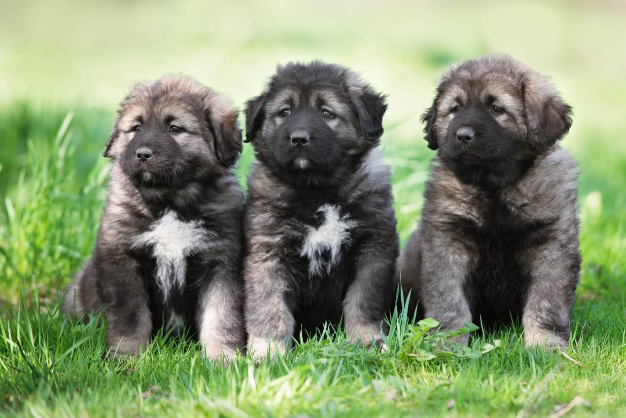 Caucasian Shepherd