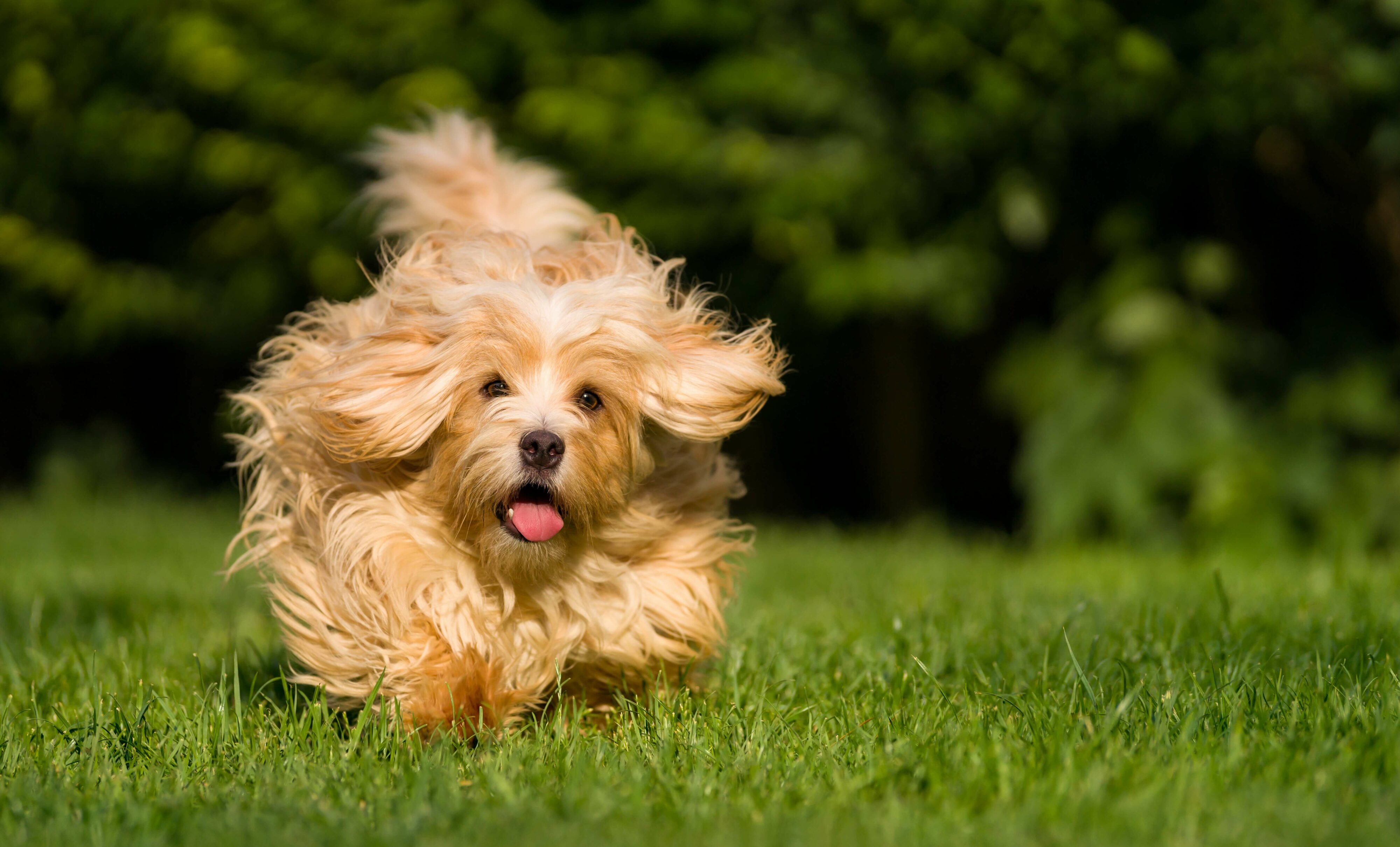 Havanese