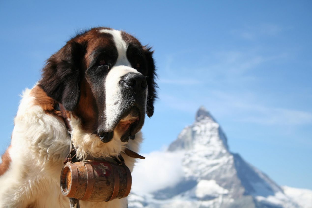 Saint Bernard