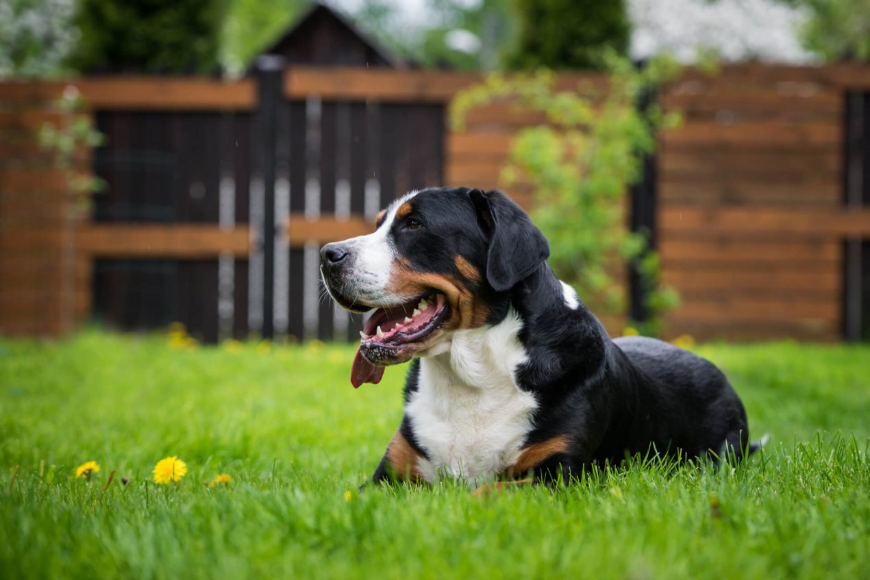 Greater Swiss Mountain Dog