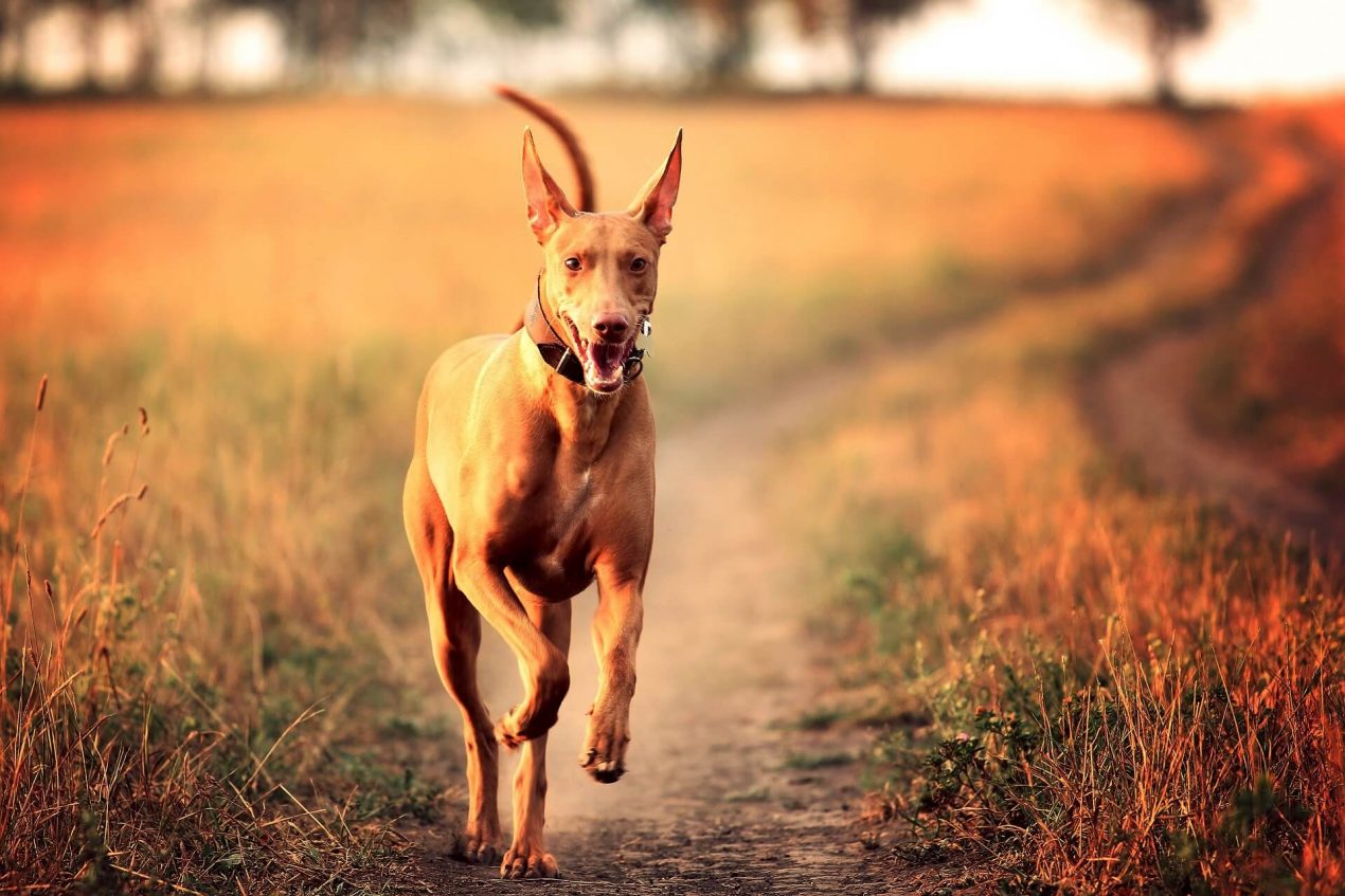 Pharaoh Hound