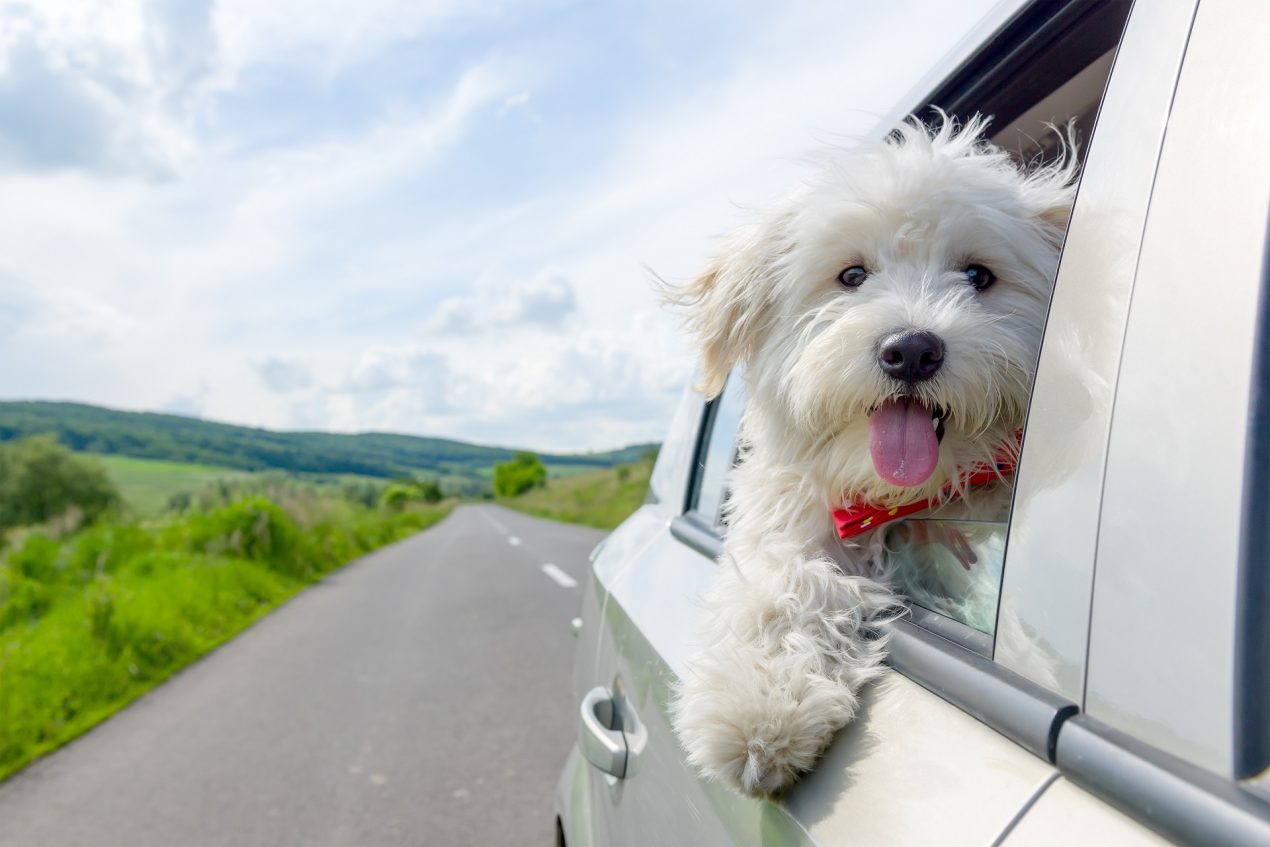 Bichon Frisé