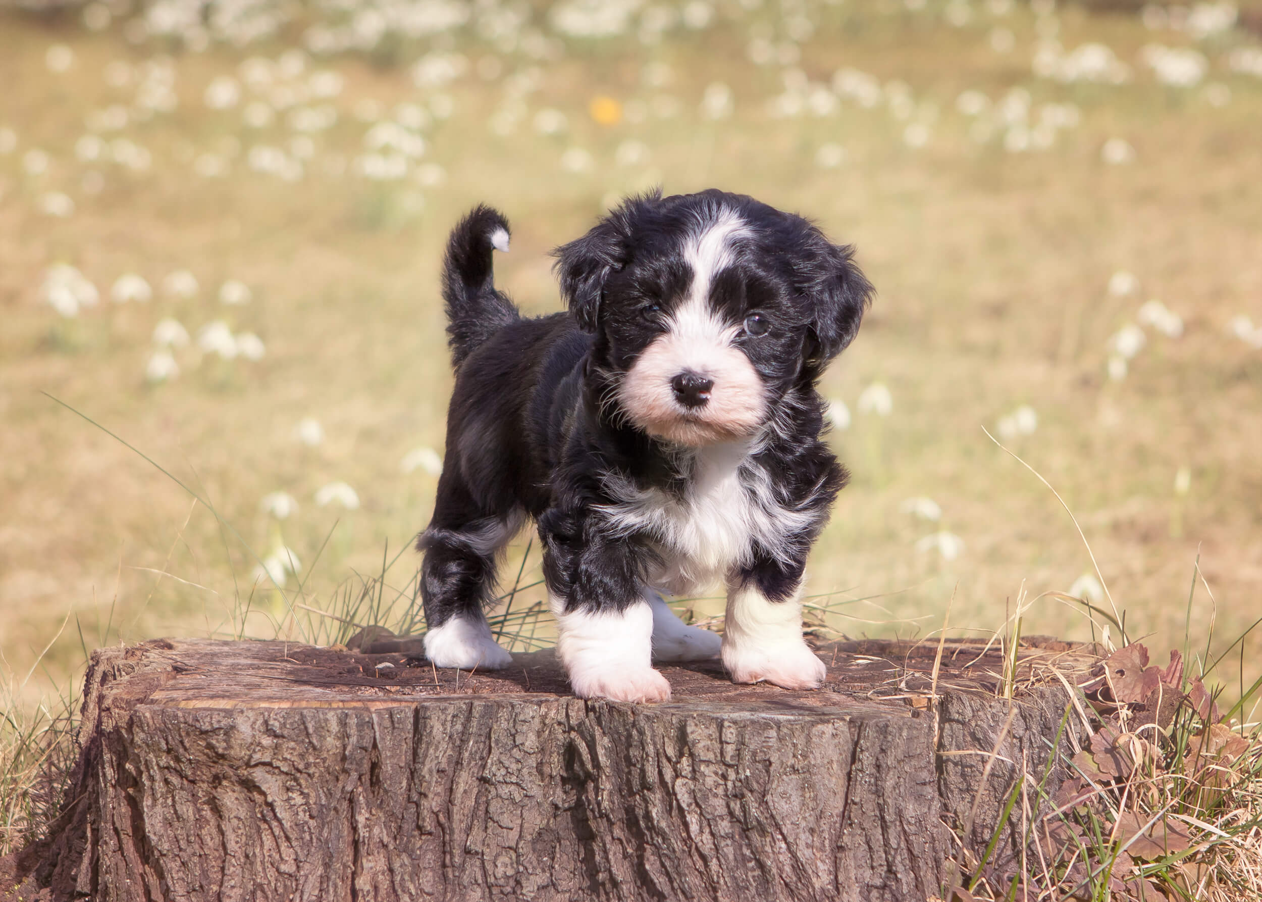 Havanese