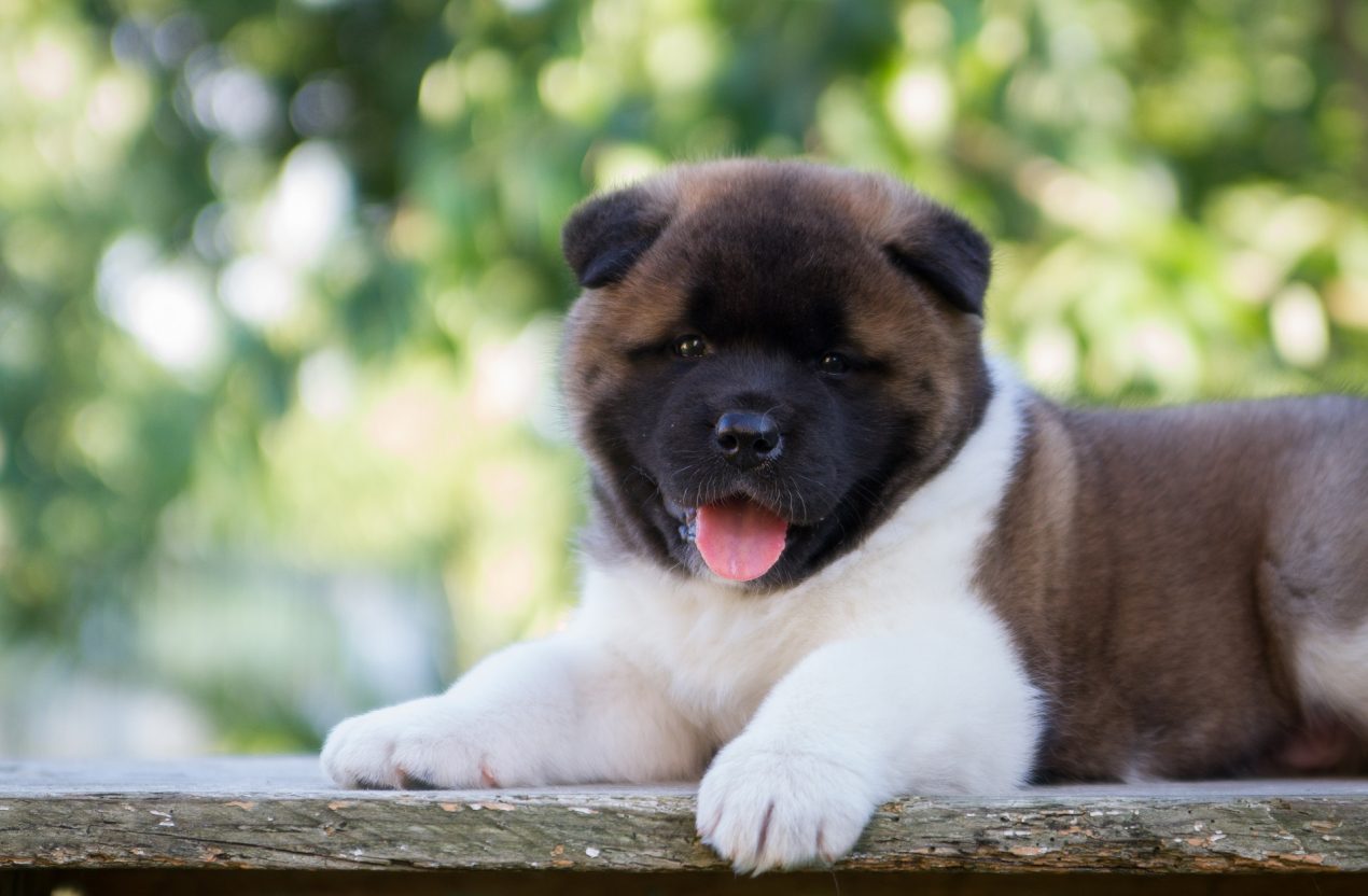 American Akita