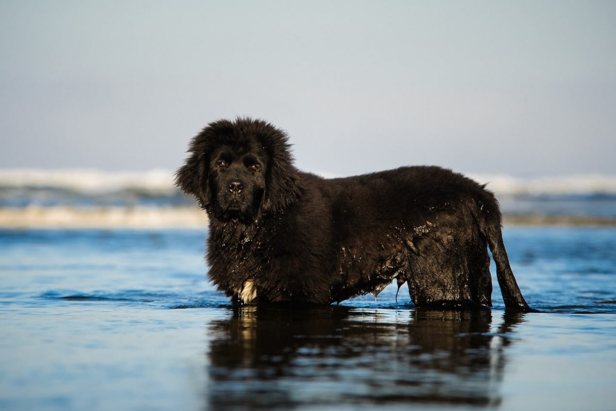 Newfoundland