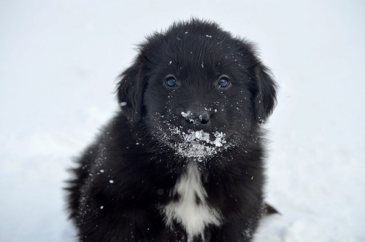 Newfoundland