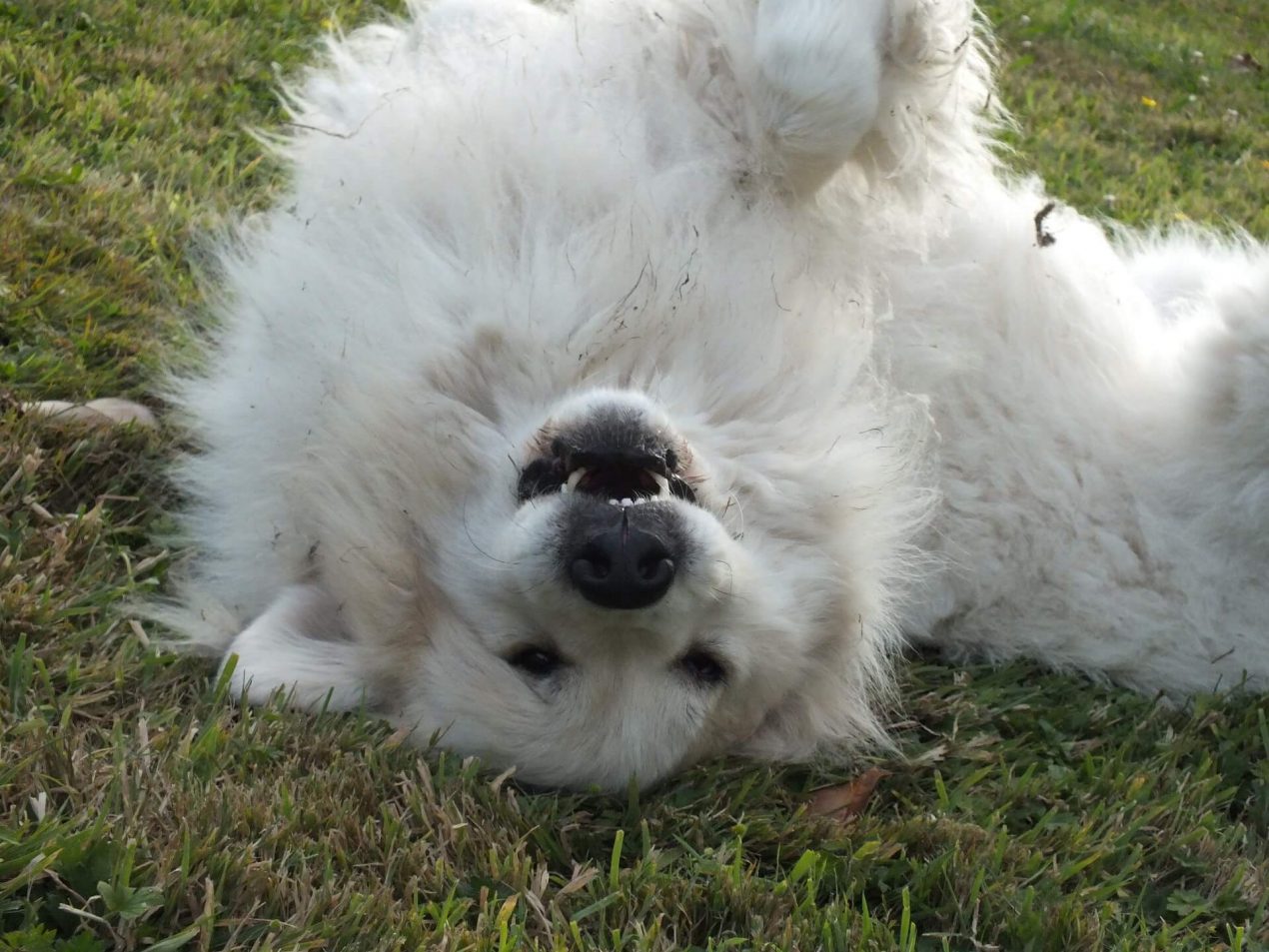 Great Pyrenees