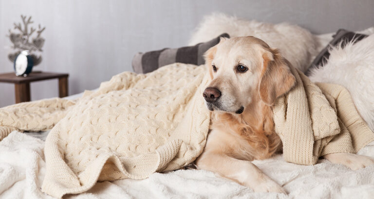 Does your Dog have a cold? How to help Dogs with a Cold