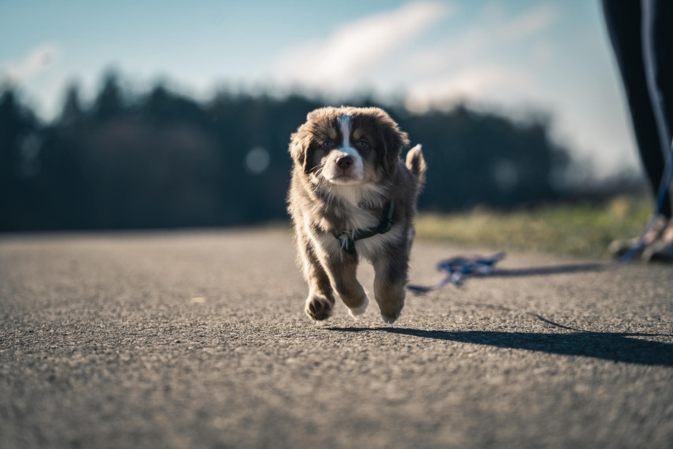 Teaching a Dog his Name