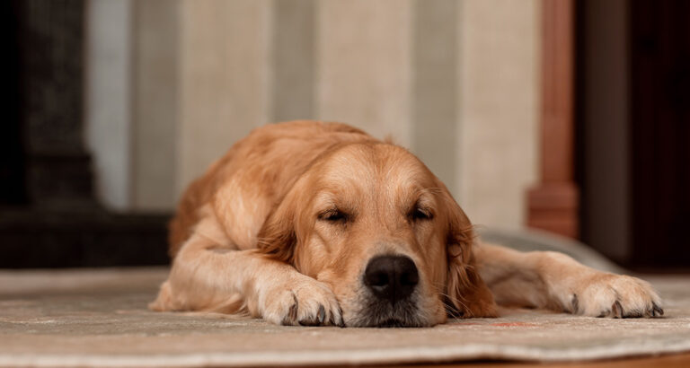 Tired Eyes and your Dog Sleeping a lot? 9 possible causes