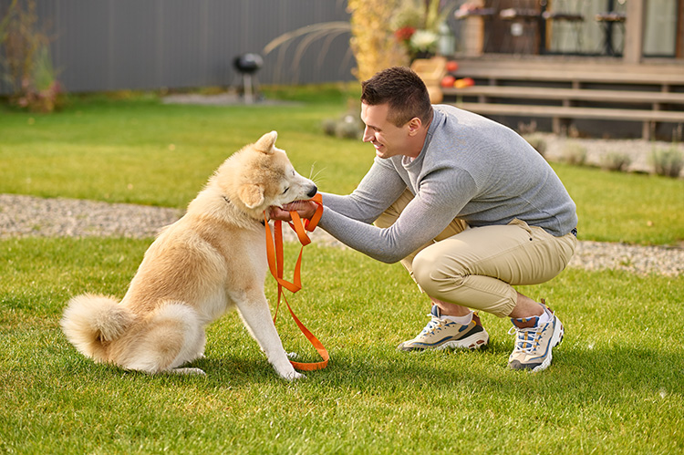 5 golden rules of dog training