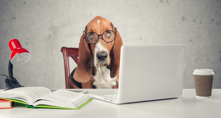 Smart Dogs: These 10 Dog Breeds are particularly intelligent