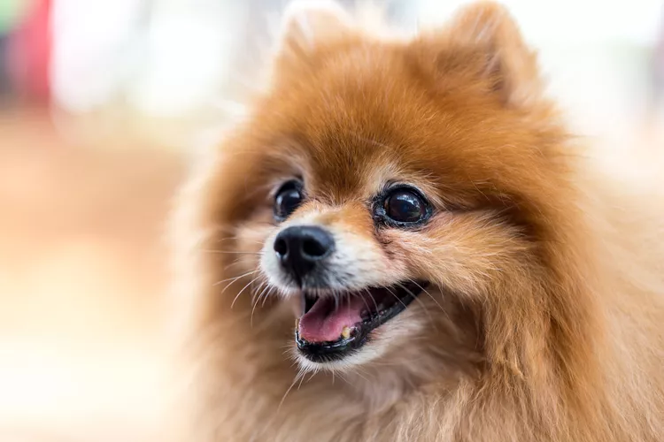 10 Longest Living Dog Breeds