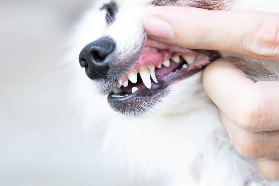 Dental Care for Dogs