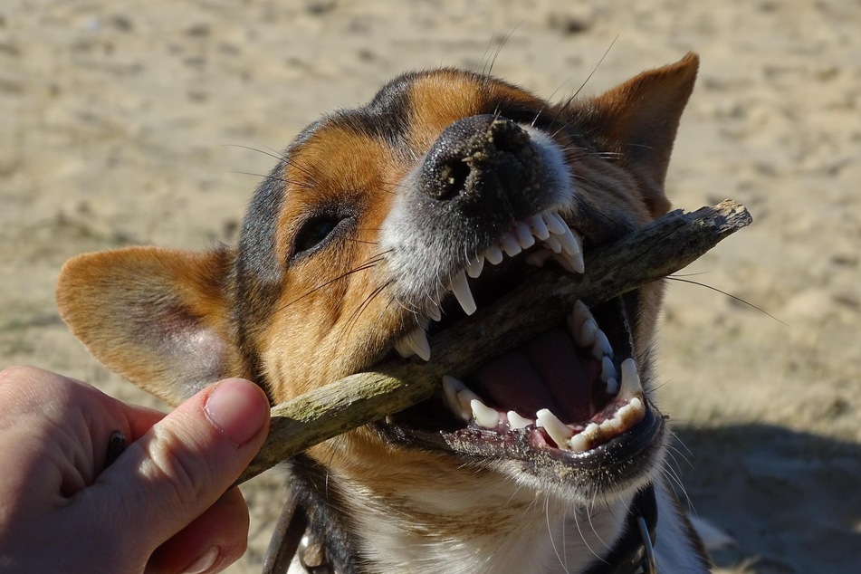 Tooth Change in Dogs