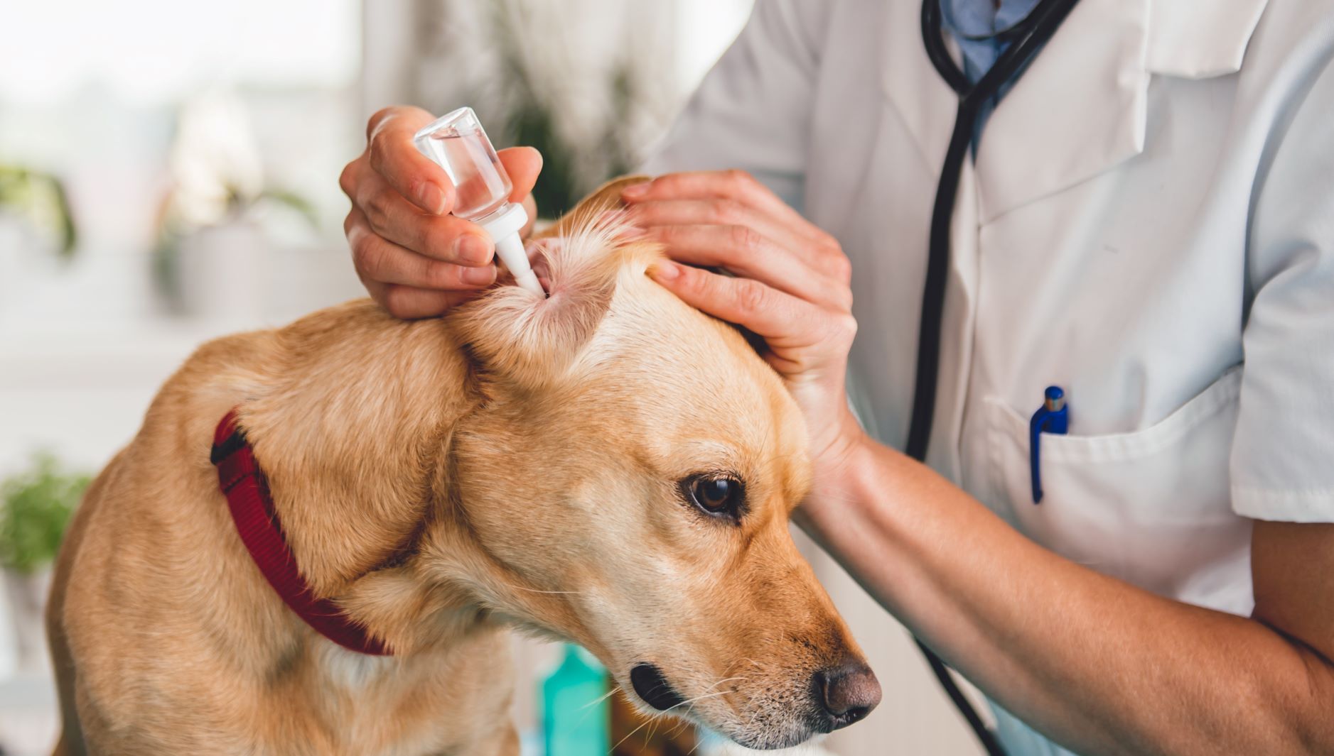 Cleaning Dog Ears