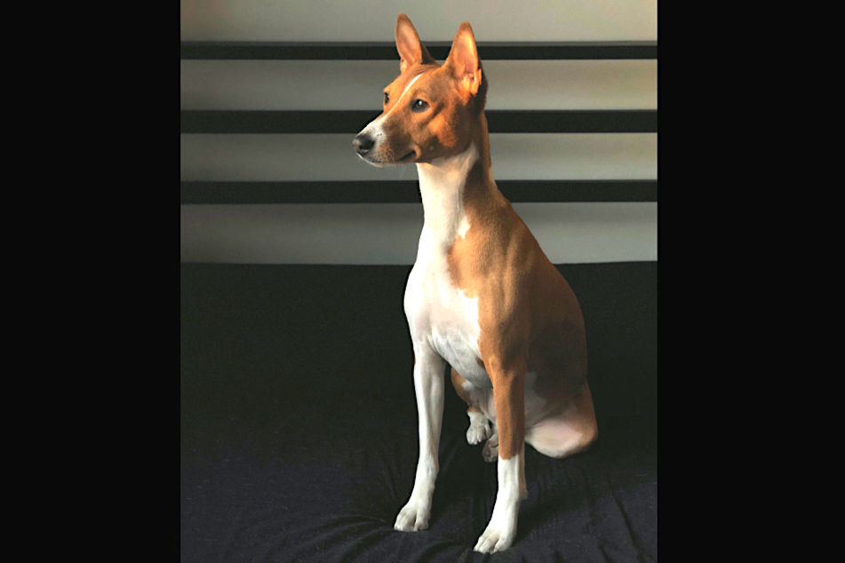 Basenjis