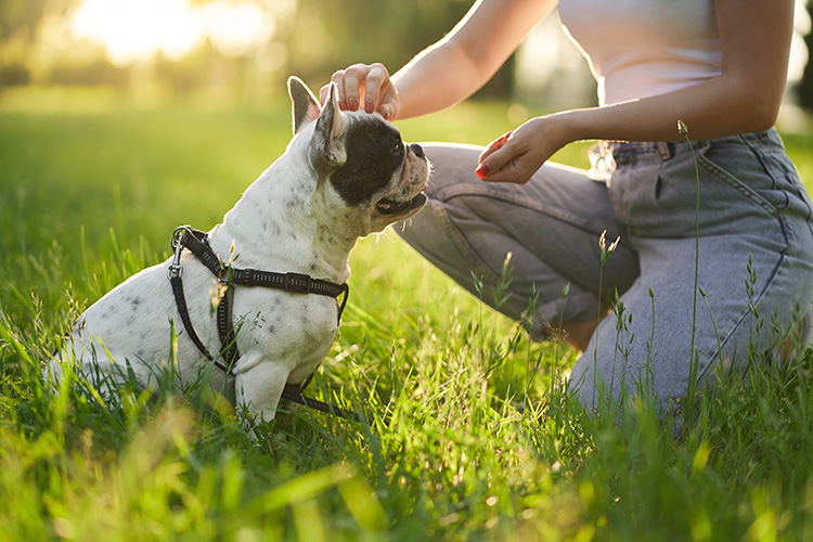 Basic Tips for Dog Training