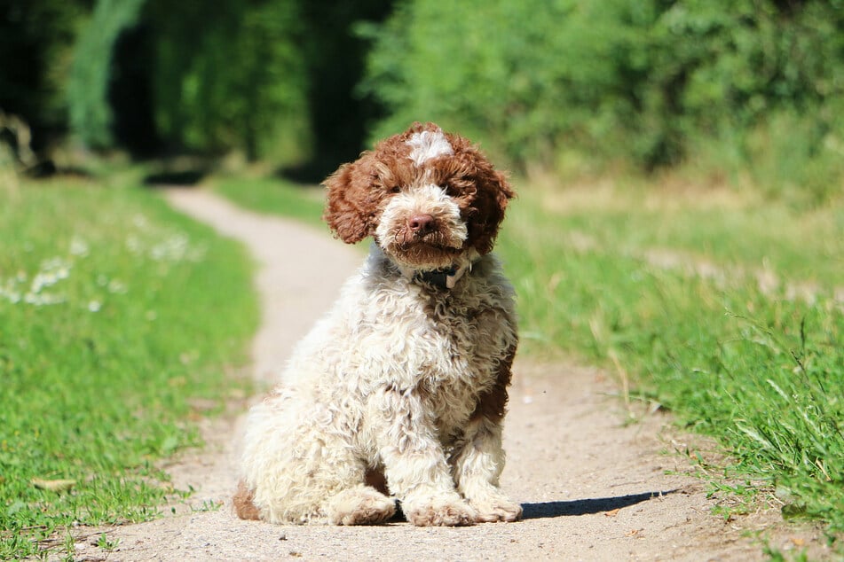 Dogs with Curls