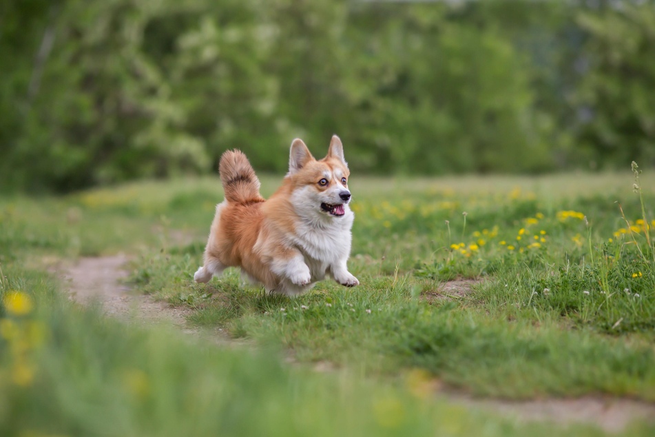 Insect Bites in Dogs