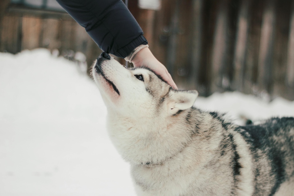 Dog eating Snow