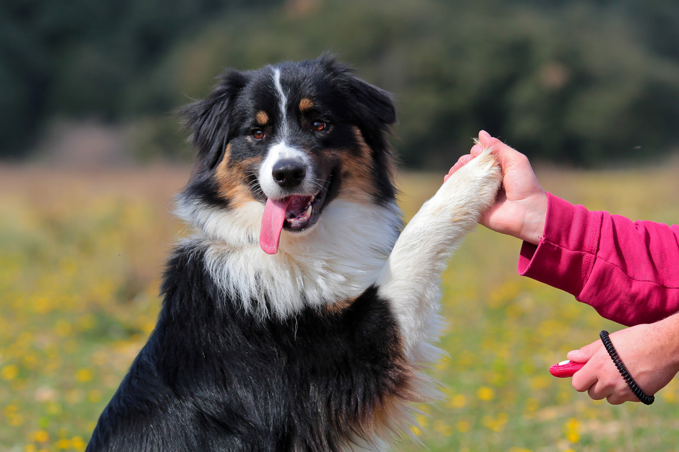 Clicker Training with Dogs