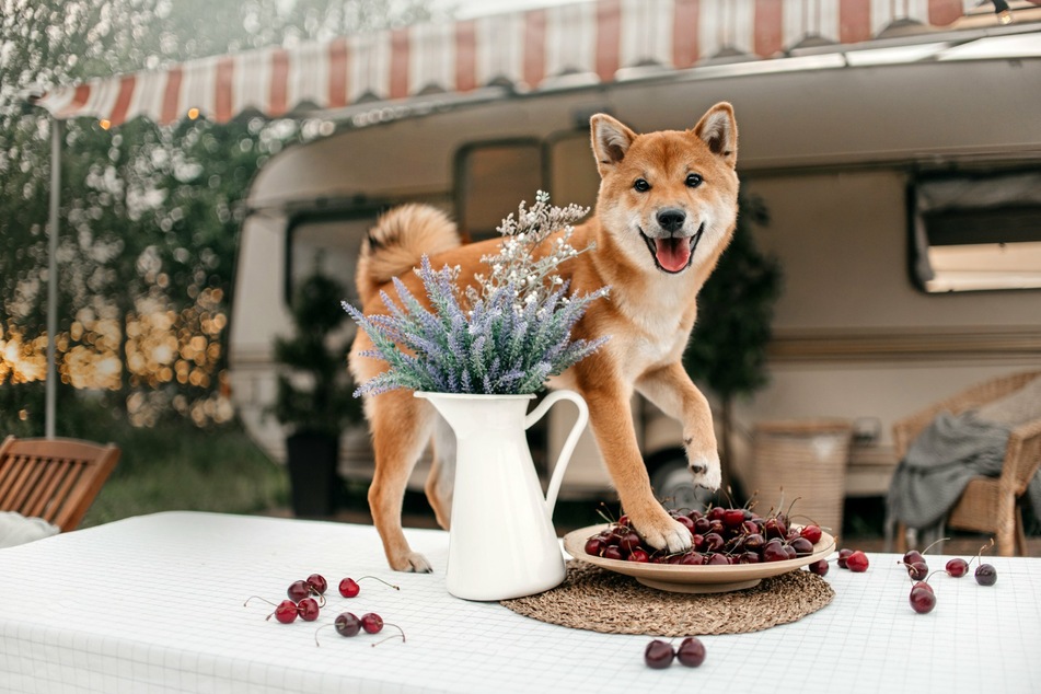 Are Dogs allowed to Eat Cherries?