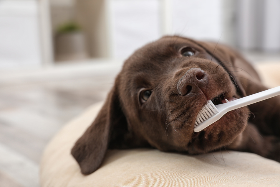 Dental Care for Dogs