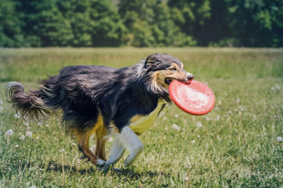 Overexcited Dog