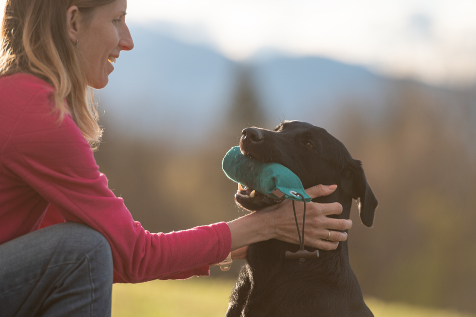 How to Reward a Dog