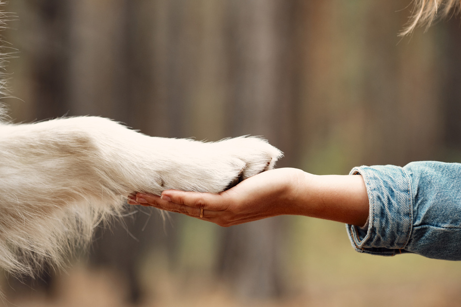 Proper Paw Care