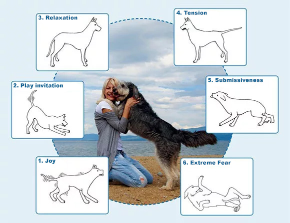 Body Language of Dogs