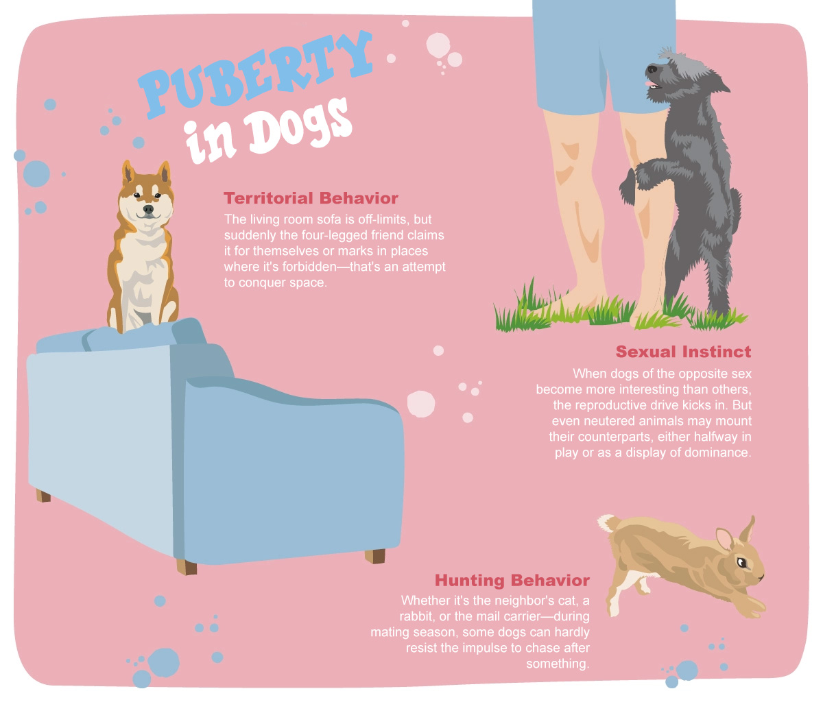 Puberty in Dogs