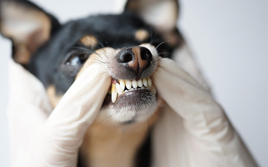 Food Acceptance in Dogs