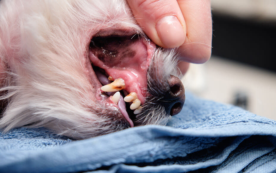 Periodontitis in Dogs