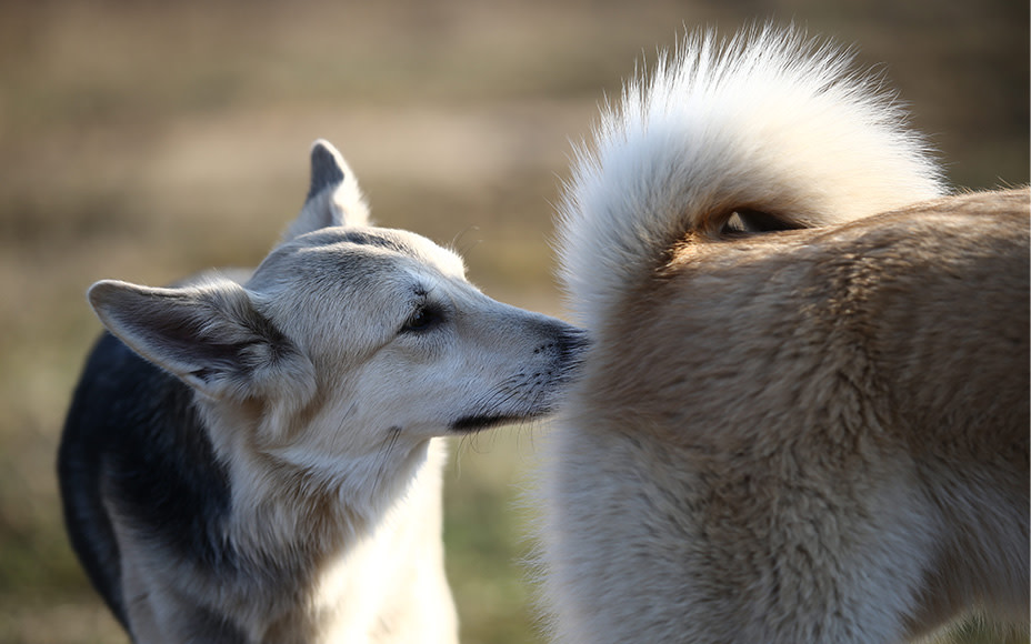 Canine Estrus