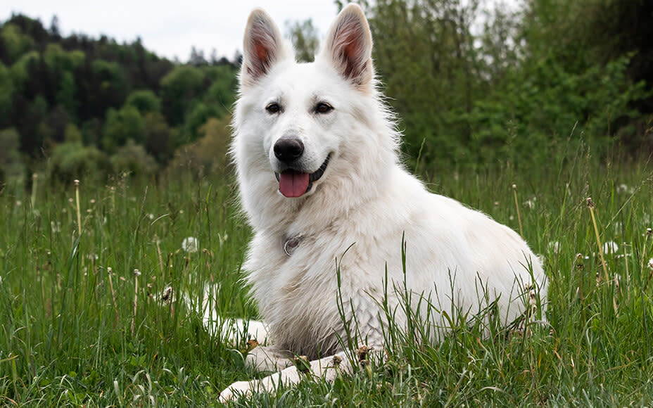 Removing Ticks from Dogs