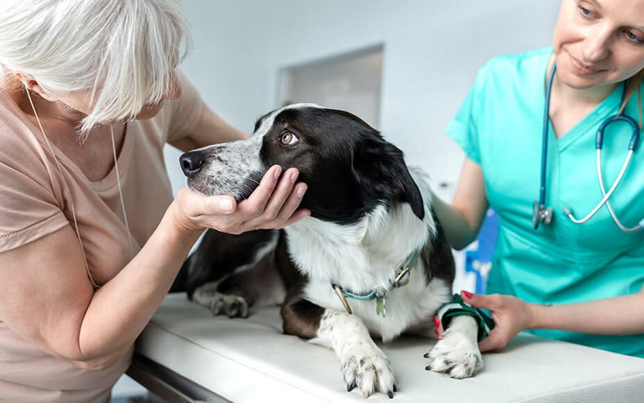 Hypothyroidism in Dogs