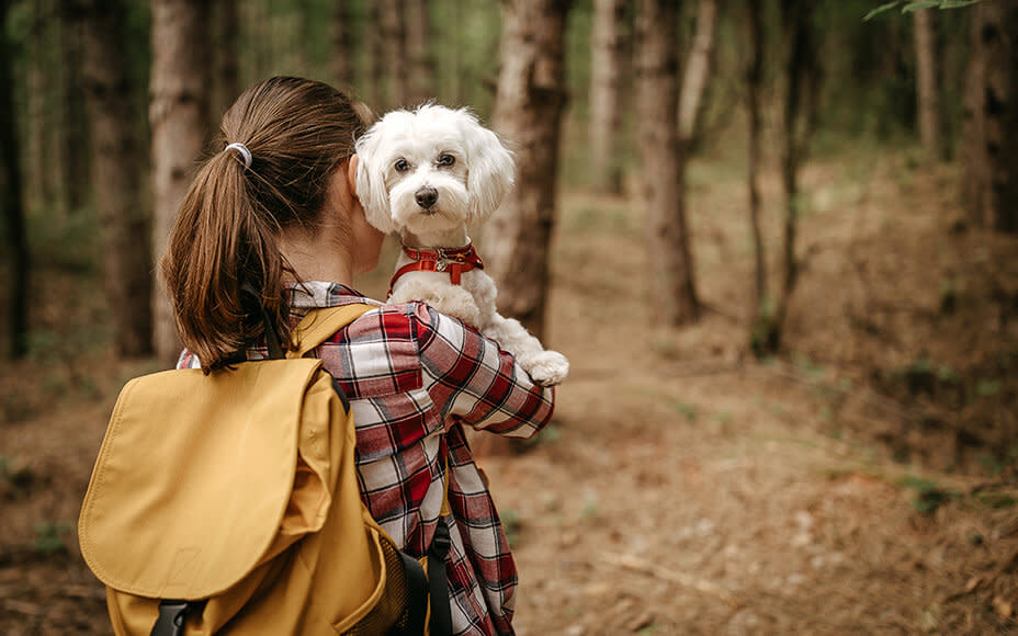 Age-Related Weakness in Dogs