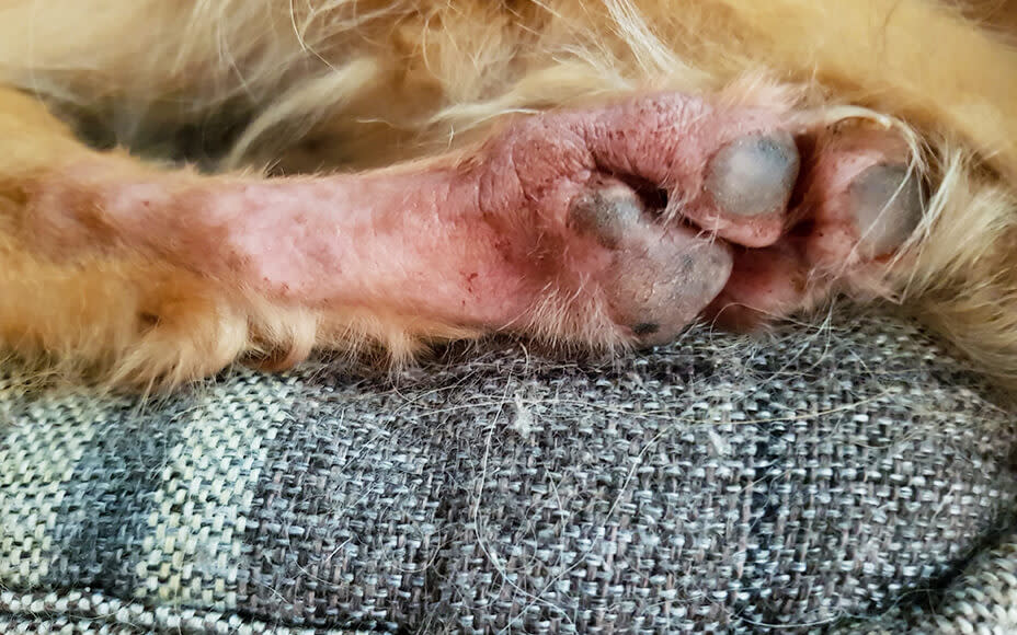 Lick Dermatitis in Dogs